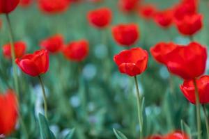 Amazing nature concept. Lovely red tulips flowering under sunlight summer spring day landscape. Natural view of tulip flowers blooming in the garden with green grass as morning spring background. photo