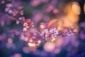 Wonderful nature scene background for spring or summer background. Pink cherry flowers and soft sunset nature as relaxing moody closeup. Beautiful floral spring abstract background of nature, inspire photo