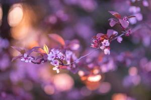 Wonderful nature scene background for spring or summer background. Pink cherry flowers and soft sunset nature as relaxing moody closeup. Beautiful floral spring abstract background of nature, inspire photo