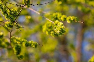 Soft green background with spring leaves and bright blue sky photo