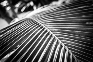 concepto artístico en blanco y negro de hojas de palma con gotas de lluvia y luz solar suave al atardecer, naturaleza dramática brillante con espacio de copia. hojas de palma en blanco y negro foto