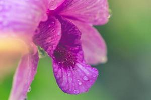 Purple orchid flower macro with water droplets. Tropical blossom, natural light nature closeup. photo