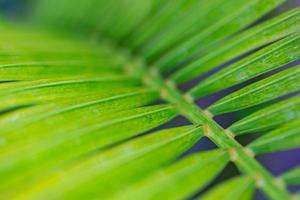Lines and textures of green palm leaves. Beautiful nature background of tropical forest and jungle, green palm leaf closeup