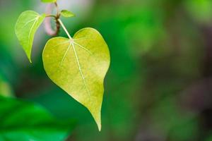 forma de árbol romántico con hojas en forma de corazón, forma de corazón de hoja verde. concepto de amor, plantilla del día de san valentín foto