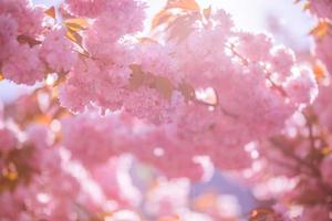 Spring cherry blossom, beautiful tree and sun beams. Magical seasonal spring scenery, soft colors and sunlight. Bright nature background, artistic colors and light