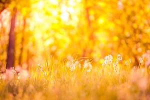 flores rosadas del prado en el fondo de la luz del sol de la mañana. hermoso campo de pradera, luz dorada del atardecer, fondo borroso. concepto abstracto brillante primavera verano, diseño foto