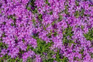 pequeñas flores moradas, textura natural, lecho de flores a la luz del sol. patrón floral abstracto foto