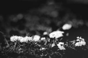 Dramatic lighting with daisy flower closeup and blurred background photo