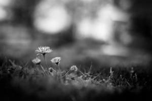 Dramatic lighting with daisy flower closeup and blurred background photo