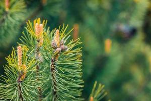 Green pine branches, closeup of evergreen tree. coniferous ornamental plants with green needles. photo