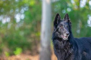 Beautiful fun Groenendael dog focusing. Black Belgian Shepherd Groenendael autumn portrait. Summer portrait of black Groenendael dog with green background photo