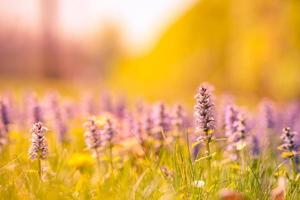 vista de la naturaleza de verano de hermosas flores con colorido prado. escena de verano natural bajo la luz del sol. paisaje de plantas verdes naturales que se utiliza como fondo o papel tapiz con espacio de copia foto