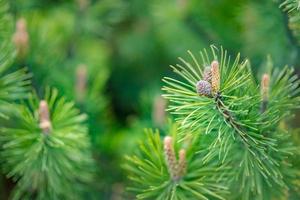 Green pine branches, closeup of evergreen tree. coniferous ornamental plants with green needles. photo