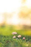 Beautiful pink flowers, meadow and spring blurred nature scenery with blue sky, macro, soft focus. Magic colorful artistic image uplifting and inspirational mood of nature, spring floral background photo