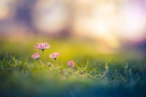 Beautiful pink flowers, meadow and spring blurred nature scenery with blue sky, macro, soft focus. Magic colorful artistic image uplifting and inspirational mood of nature, spring floral background photo