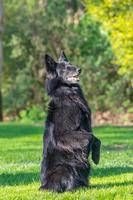 hermoso y divertido enfoque del perro groenendael. pastor belga negro groenendael retrato de otoño. retrato de verano de perro groenendael negro con fondo verde foto