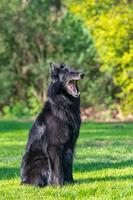 hermoso y divertido enfoque del perro groenendael. pastor belga negro groenendael retrato de otoño. retrato de verano de perro groenendael negro con fondo verde foto