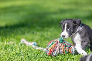 Adorable portrait of amazing healthy and happy black and white border collie puppy photo