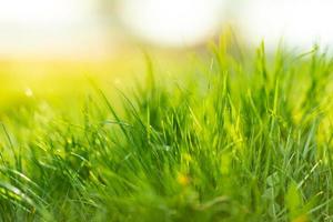 Closeup nature sunset of green grass meadow on blurred greenery background in garden with copy space using on blurred background natural green plants landscape, ecology template. photo