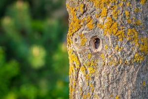 Thick tree trunk closeup, beautiful nature concept. Green nature, ecology background. photo