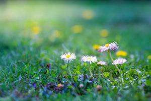 Beautiful pink flowers, meadow and spring blurred nature scenery with blue sky, macro, soft focus. Magic colorful artistic image uplifting and inspirational mood of nature, spring floral background photo