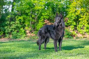 hermoso y divertido enfoque del perro groenendael. pastor belga negro groenendael retrato de otoño. retrato de verano de perro groenendael negro con fondo verde foto