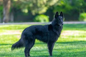 hermoso y divertido enfoque del perro groenendael. pastor belga negro groenendael retrato de otoño. retrato de verano de perro groenendael negro con fondo verde foto