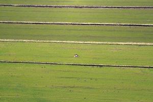 tractor at field photo