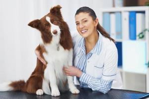 perro border collie marrón durante la visita al veterinario foto