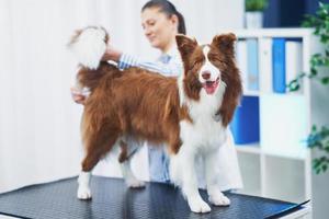 Brown Border Collie dog during visit in vet photo