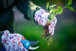 mujer joven en el jardín trabajando en fresa archivada foto