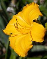 lirio de día, hemerocallis foto