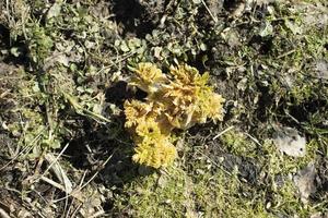 Weedy plant grows in field. Weed in nature. photo