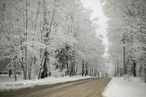 Road is snowy in winter. Big trees on highway. photo