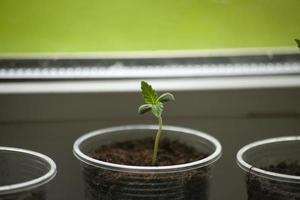 Sprout of marijuana in ground. Growing plants at home. Sprout on window. photo