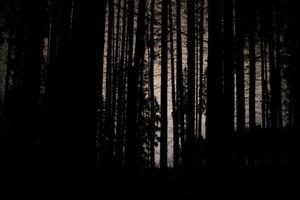 Silhouettes of tree trunks in evening. At night in woods. photo