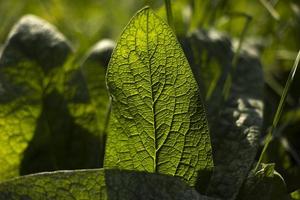 bardana a la luz del sol. detalles de la naturaleza. colores de verano planta verde. nervaduras de hoja grande. foto