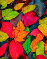 fotografía de hojas de colores foto