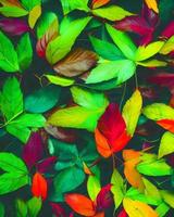 fotografía de hojas de colores foto