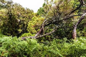 2022 08 17 árbol de madeira foto