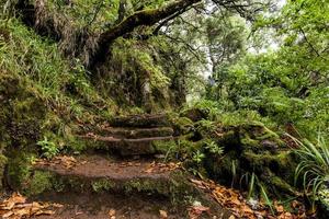 2022 08 17 Madeira steps and jungle photo