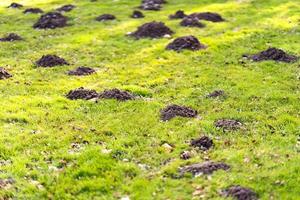 Lawn in the garden with mole hills photo