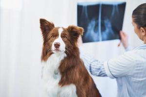 perro border collie marrón durante la visita al veterinario foto