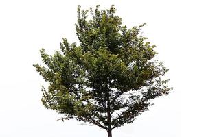 árbol sobre blanco foto