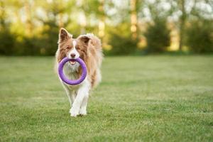 entrenamiento de perros border collie de chocolate marrón en el jardín foto