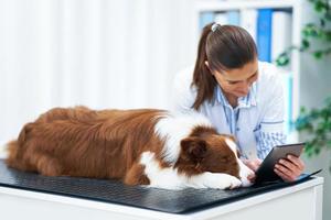 Brown Border Collie dog during visit in vet photo