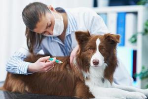 Brown Border Collie dog during visit in vet photo