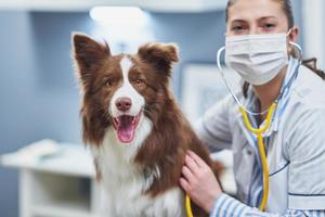 perro border collie marrón durante la visita al veterinario foto