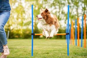 Chocolate White Border Collie with woman owner photo