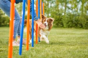 Chocolate White Border Collie with woman owner photo